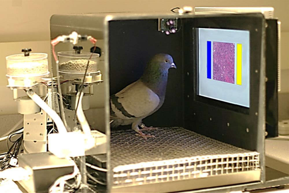 Eine Taube klassifiziert Bilder von Gewebeproben