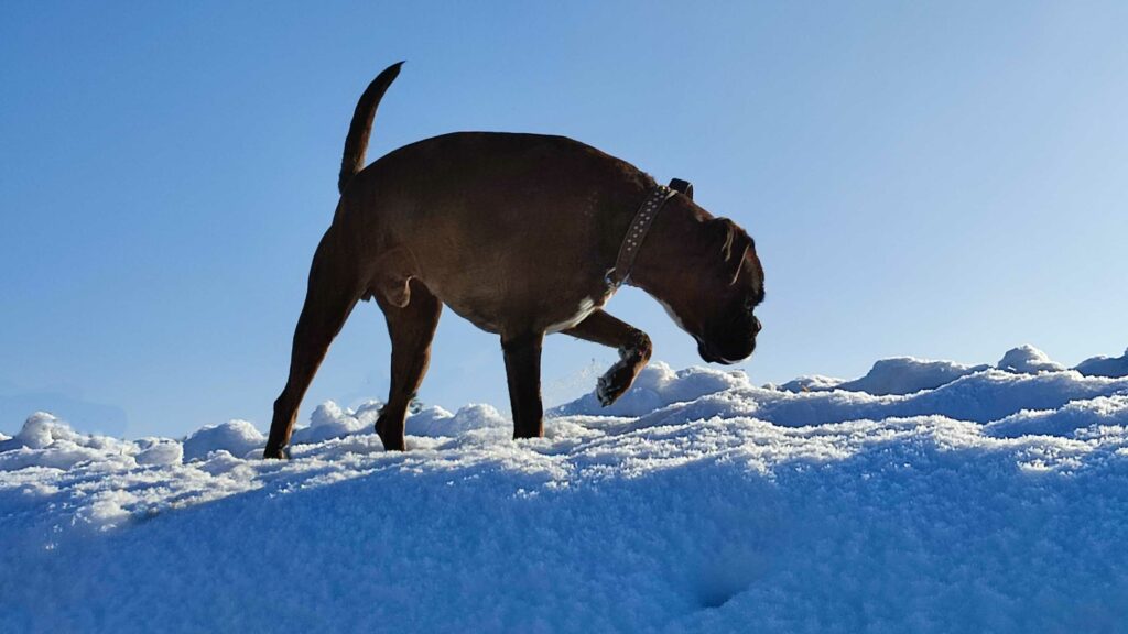 Hund auf Spurensuche im Schnee