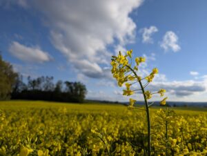 Ein Rapsfeld unter einem Wolkenhimmel. Eine einzelne Rapspflanze ragt über das Feld hinaus