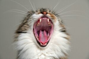 Eine Katze, die ihr Maul aufreisst