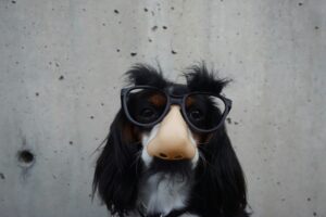 Ein verkleideter Hund