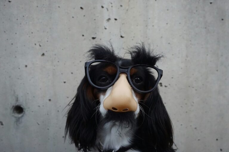 Ein verkleideter Hund