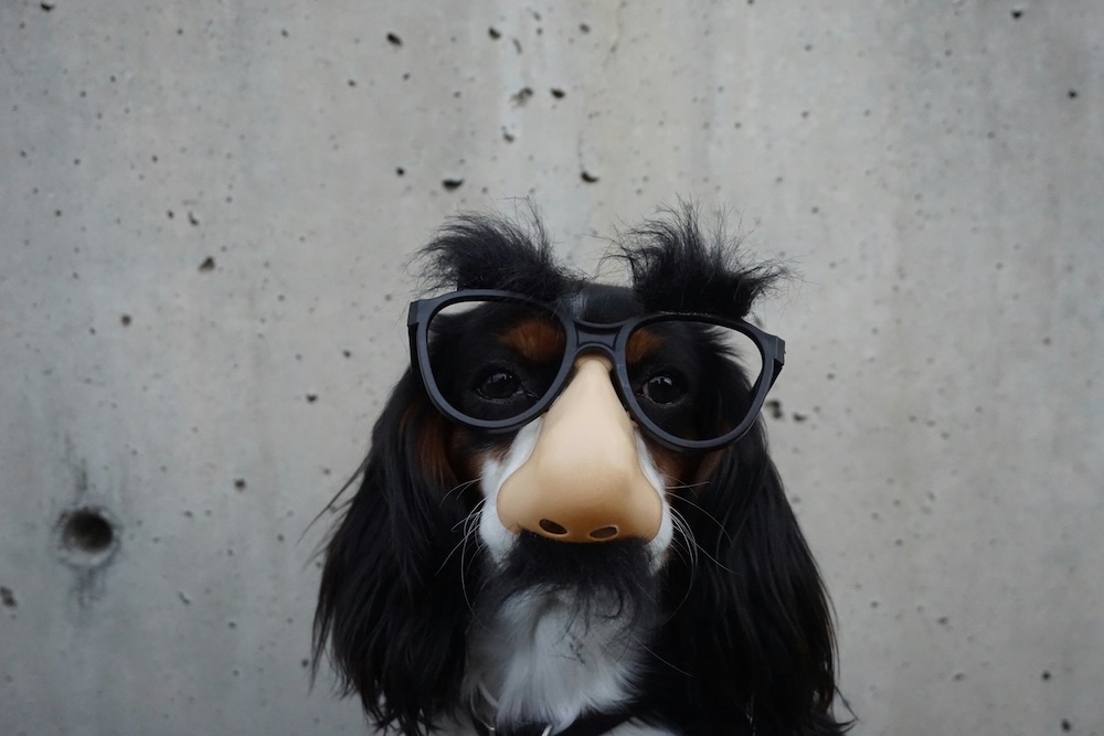 Ein verkleideter Hund