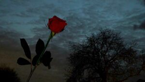 Eine rote Rose vor nächtlichem, wolkenbedecktem Himmel und einem laublosen Baum