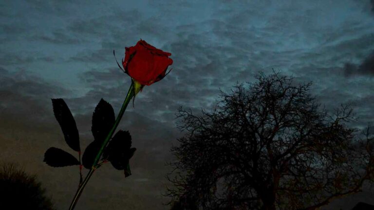Eine rote Rose vor nächtlichem, wolkenbedecktem Himmel und einem laublosen Baum