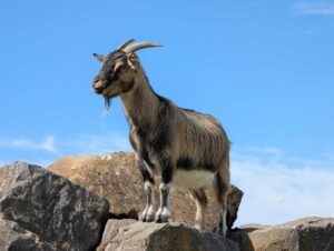 Stolze Ziege auf Steinblöcken