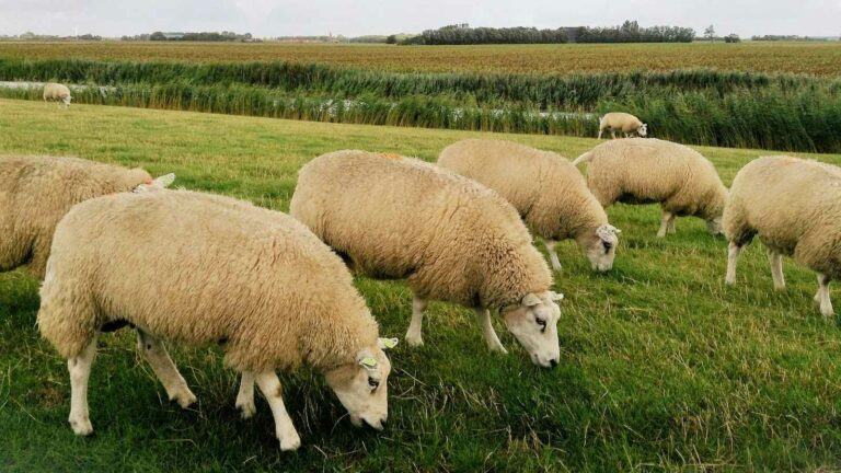 Schafe auf einer Wiese