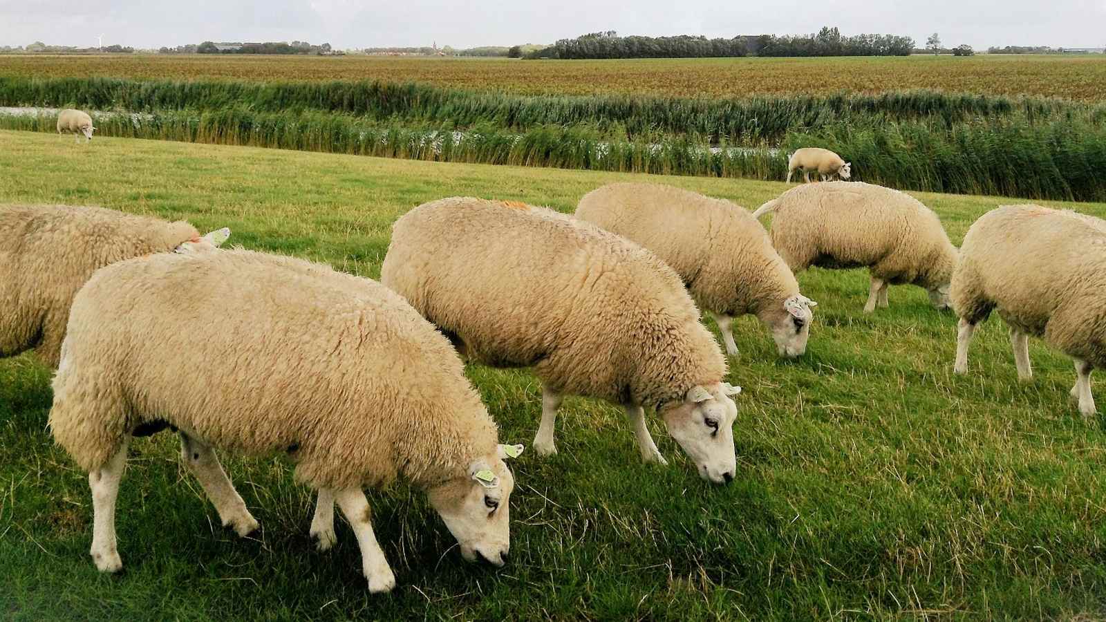 Schafe auf einer Wiese
