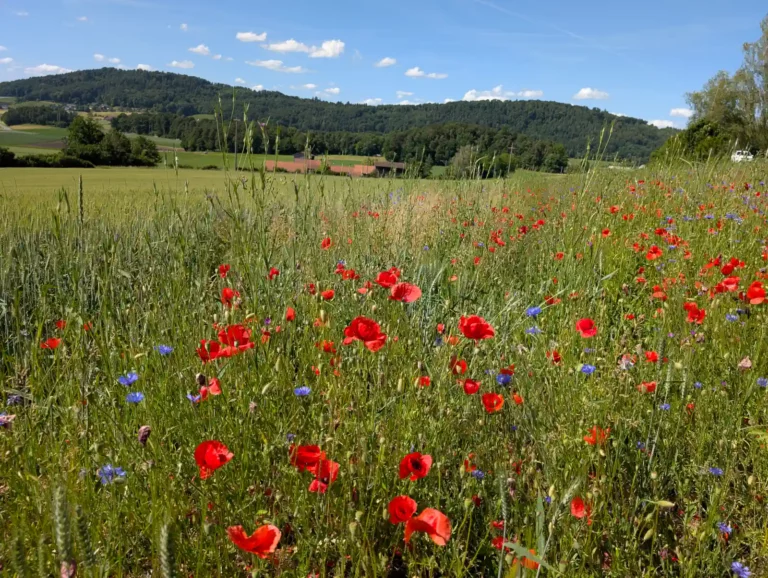 Ein Blick über eine Blumenwiese mit viel Mohn in ein grünes Tal mit Bauernhof und Hügelkette unter blauweissem Himmel